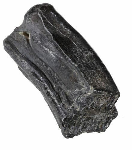 Pleistocene Aged Fossil Horse Tooth - Florida #53160